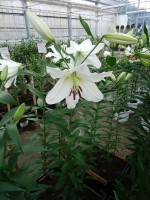 [4190 Pearl Queen VZ No01.JPG]